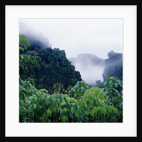 Tropical Rainforest Thailand by Anonymous