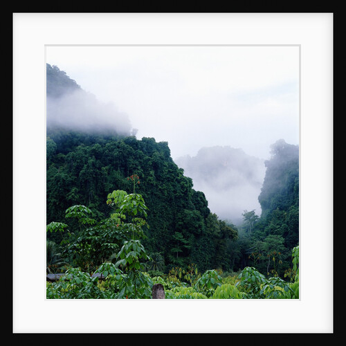Tropical Rainforest Thailand by Anonymous