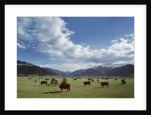 Cattle grazing on farmland by Anonymous