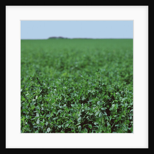 Crops growing in a field by Anonymous