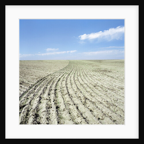 Dry furrowed farmland by Anonymous