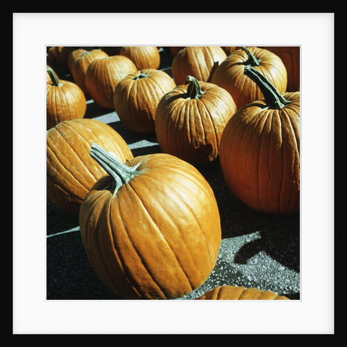 Rows of pumpkins by Anonymous