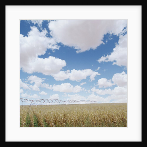 Crops growing in a field by Anonymous