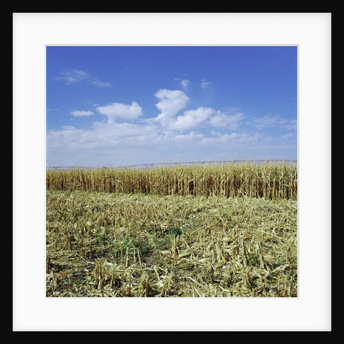 Crops growing in a field by Anonymous