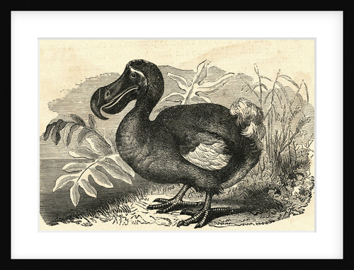 Engraving of a Dodo Bird by Anonymous