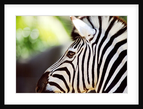 Head of a Zebra by Anonymous