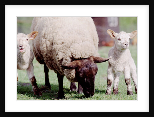 Sheep Grazing with Young Lambs by Anonymous