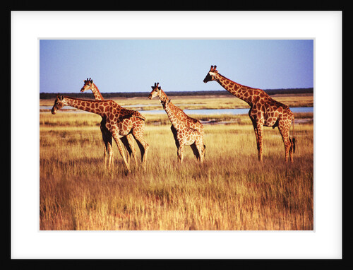 Giraffes by Anonymous
