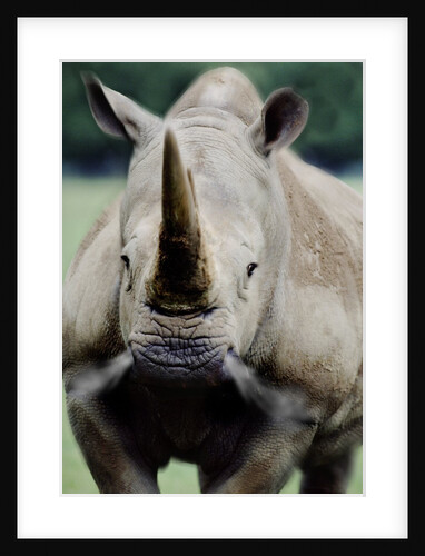 Charging Rhino by Anonymous