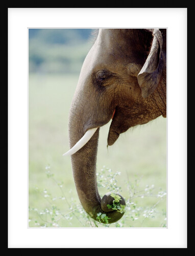 Hungry Elephant by Anonymous
