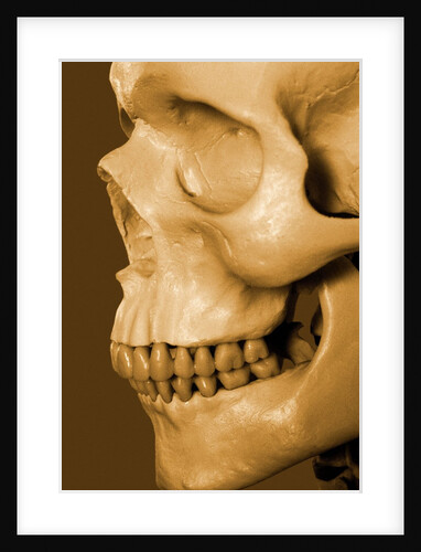 Profile of Human Skull by Anonymous