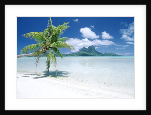 Palm Tree on a Tropical Beach by Anonymous