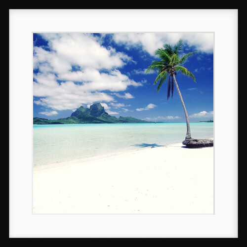 Palm Tree on a Tropical Beach by Anonymous