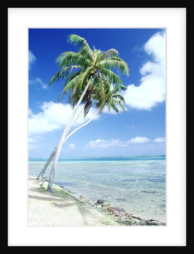 Palm Trees Along Shoreline by Anonymous