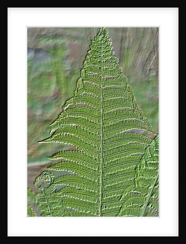 Fossilized Fern Leaf by Anonymous