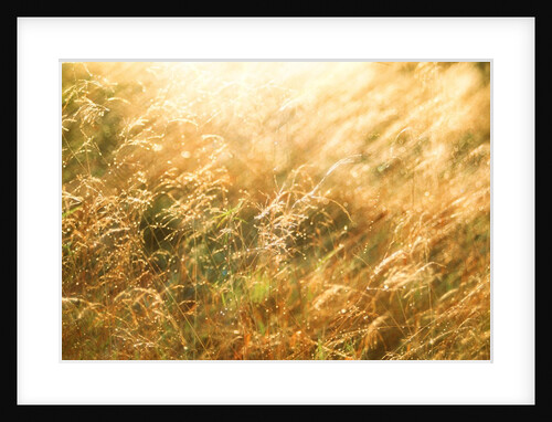 Golden Grass by Anonymous
