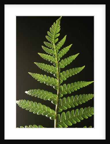 Fern Leaves by Anonymous