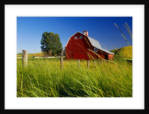 Red Barn in Long Grass by Anonymous