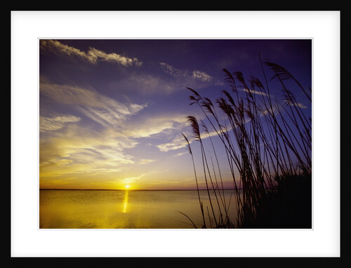 Sunset on the Barnegat Bay and Sea Oats by Anonymous