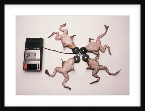 Frogs Undergoing Hypnosis by Anonymous