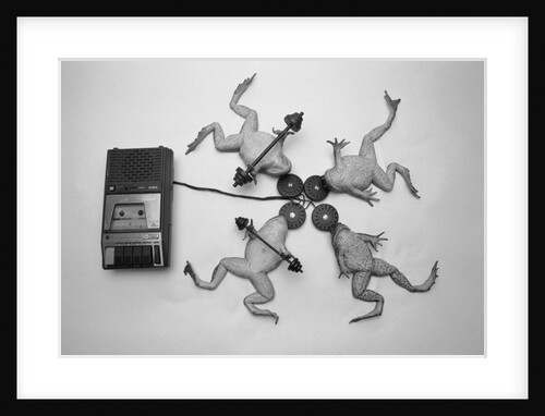 Frogs Undergoing Hypnosis by Anonymous