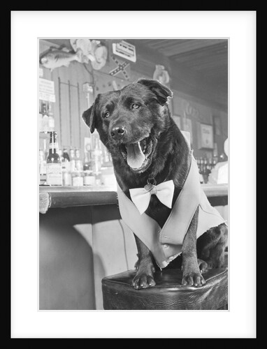 Bosco the Dog, Mayor of Sunol, California by Anonymous
