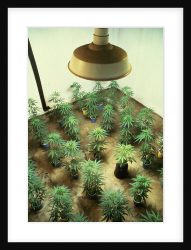 Marijuana Plants Under Grow Light by Anonymous