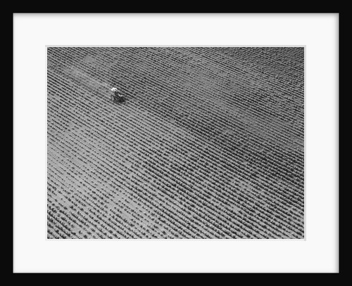Field of Crops by Anonymous