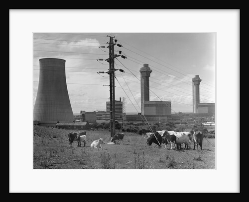 Cattle near Nuclear Power Plant by Anonymous