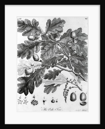 Oak Leaves with Acorns by Anonymous