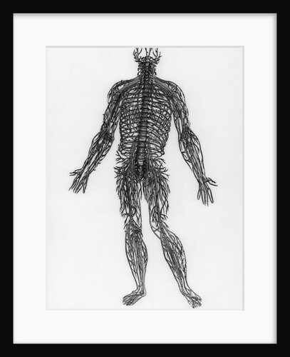 Nervous System by Anonymous
