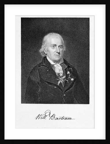 Portrait of Naturalist William Bartram by Anonymous