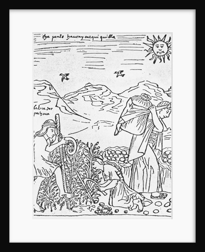 Incas Harvesting Potatoes by Anonymous