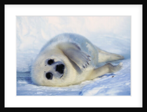 Harp Seal Pup on its Side by Anonymous