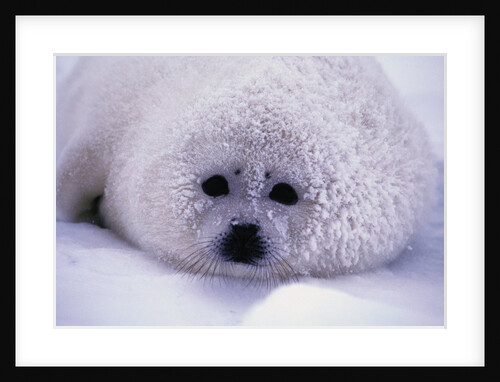 Harp Seal Pup with Snow on Fur by Anonymous
