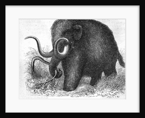 Mammoth by Anonymous