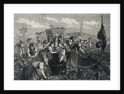 Engraving Depicting Grape Harvest by Anonymous