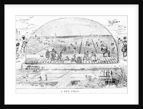 Farmers Tending Rice Fields by Anonymous