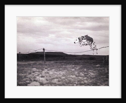 Dalmation Dog Jumping Over Barbed Wire by Anonymous