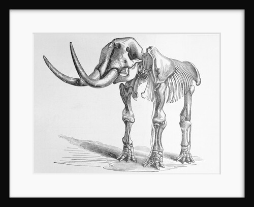 Illustration of Mastodon Skeleton by Anonymous