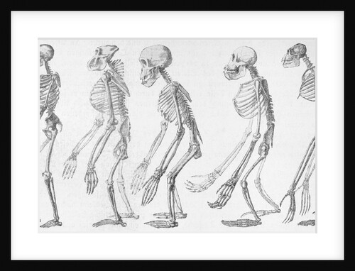 Chart Showing Human Evolution by Anonymous