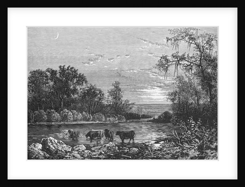 Cattle in Stream by Anonymous