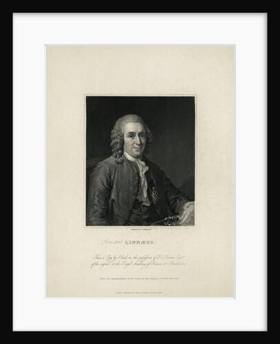 Portrait of Carl Von Linne by Anonymous