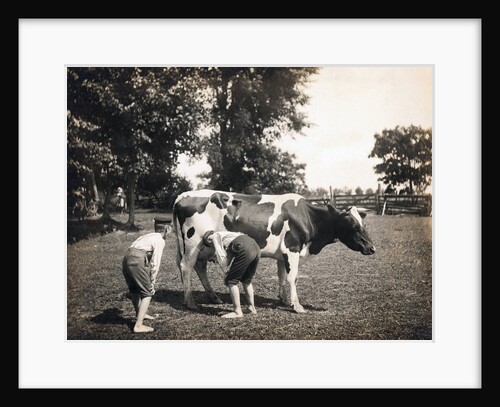 Boy Squirting Cow's Milk by Anonymous