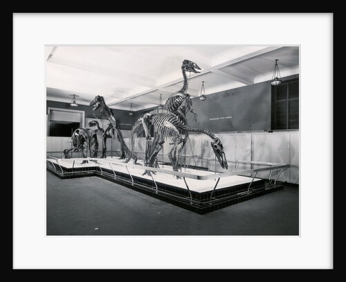 View of Tyrannosaur Skeletons in Museum by Anonymous