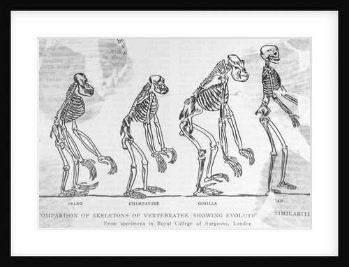 Illustration showing Evolution of Man by Anonymous