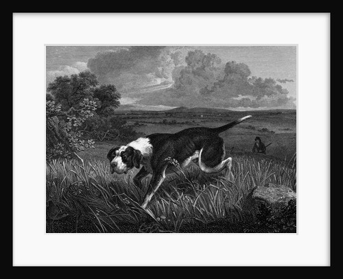 Engraving of Spanish Pointer Dog Hunting by Anonymous
