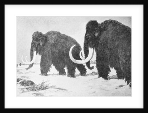 Wooly Mammoths Trudging in Snow by Anonymous