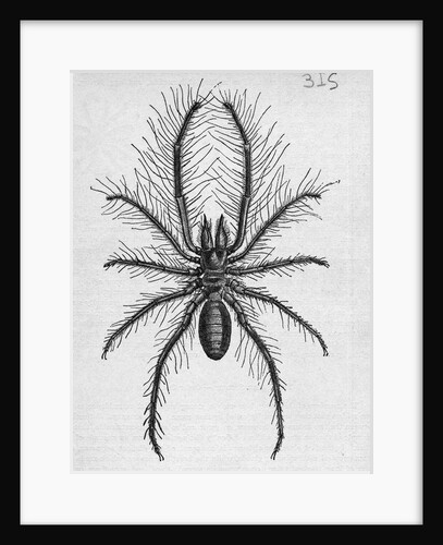 Illustration of Persian False Spider by Anonymous