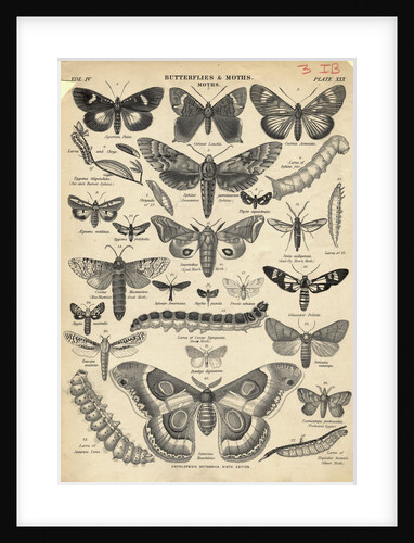 Illustration of Butterflies and Moths by Anonymous